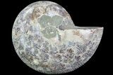 Bargain, Thick Ammonite (Anapuzosia) Fossil Half #77416-1